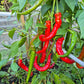 Verato DER TOMATENFLÜSTERER
