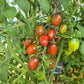 Violet Heart Cherry DER TOMATENFLÜSTERER