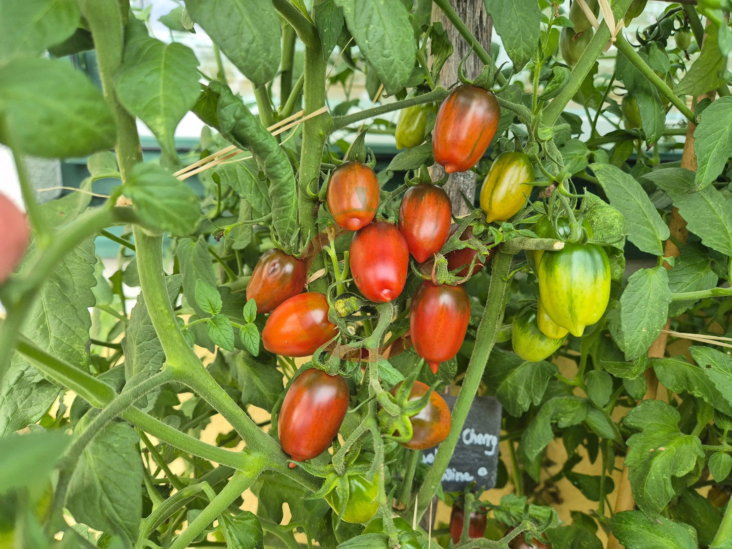 Violet Heart Cherry DER TOMATENFLÜSTERER