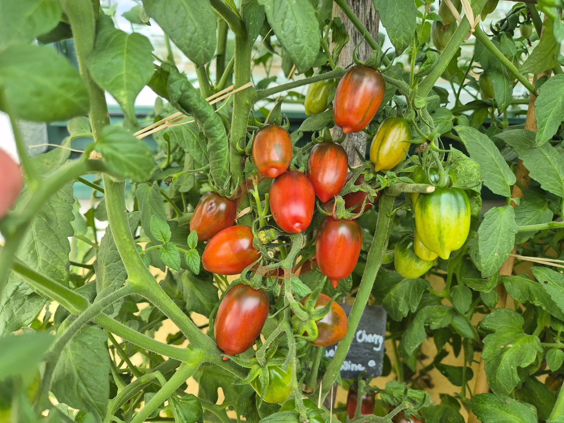 Violet Heart Cherry DER TOMATENFLÜSTERER
