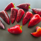 Violet Sparkle DER TOMATENFLÜSTERER