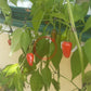 Wae Mae Wo DER TOMATENFLÜSTERER