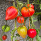 Walt Swokla Heart DER TOMATENFLÜSTERER