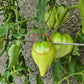 Walt Swokla Heart DER TOMATENFLÜSTERER