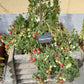 Whippersnapper DER TOMATENFLÜSTERER