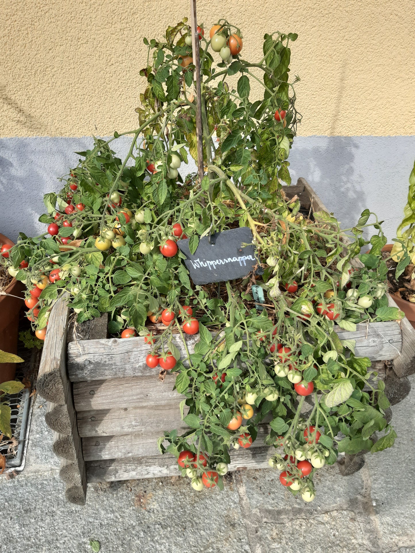 Whippersnapper DER TOMATENFLÜSTERER