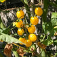 White Rabbit DER TOMATENFLÜSTERER