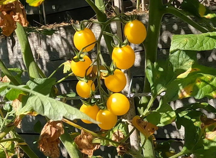 White Rabbit DER TOMATENFLÜSTERER