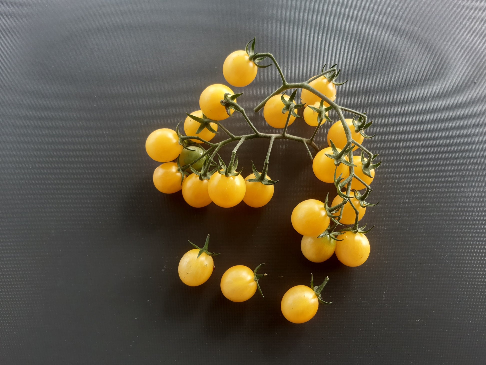 White Rabbit DER TOMATENFLÜSTERER