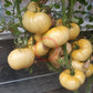 White Wax DER TOMATENFLÜSTERER