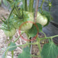 White Wax DER TOMATENFLÜSTERER