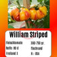 William Striped DER TOMATENFLÜSTERER