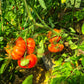 William Striped DER TOMATENFLÜSTERER