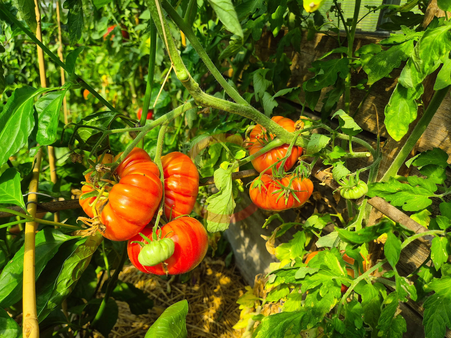 William Striped DER TOMATENFLÜSTERER