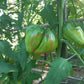 Winnie The Pooh DER TOMATENFLÜSTERER