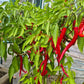 Witch Stick Pepper DER TOMATENFLÜSTERER