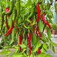 Witch Stick Pepper DER TOMATENFLÜSTERER