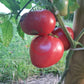 Wolford Wonder DER TOMATENFLÜSTERER