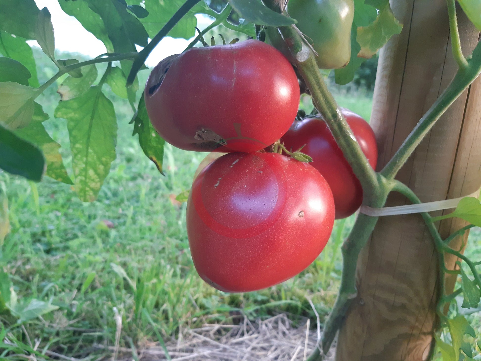 Wolford Wonder DER TOMATENFLÜSTERER