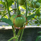 Wolford Wonder DER TOMATENFLÜSTERER