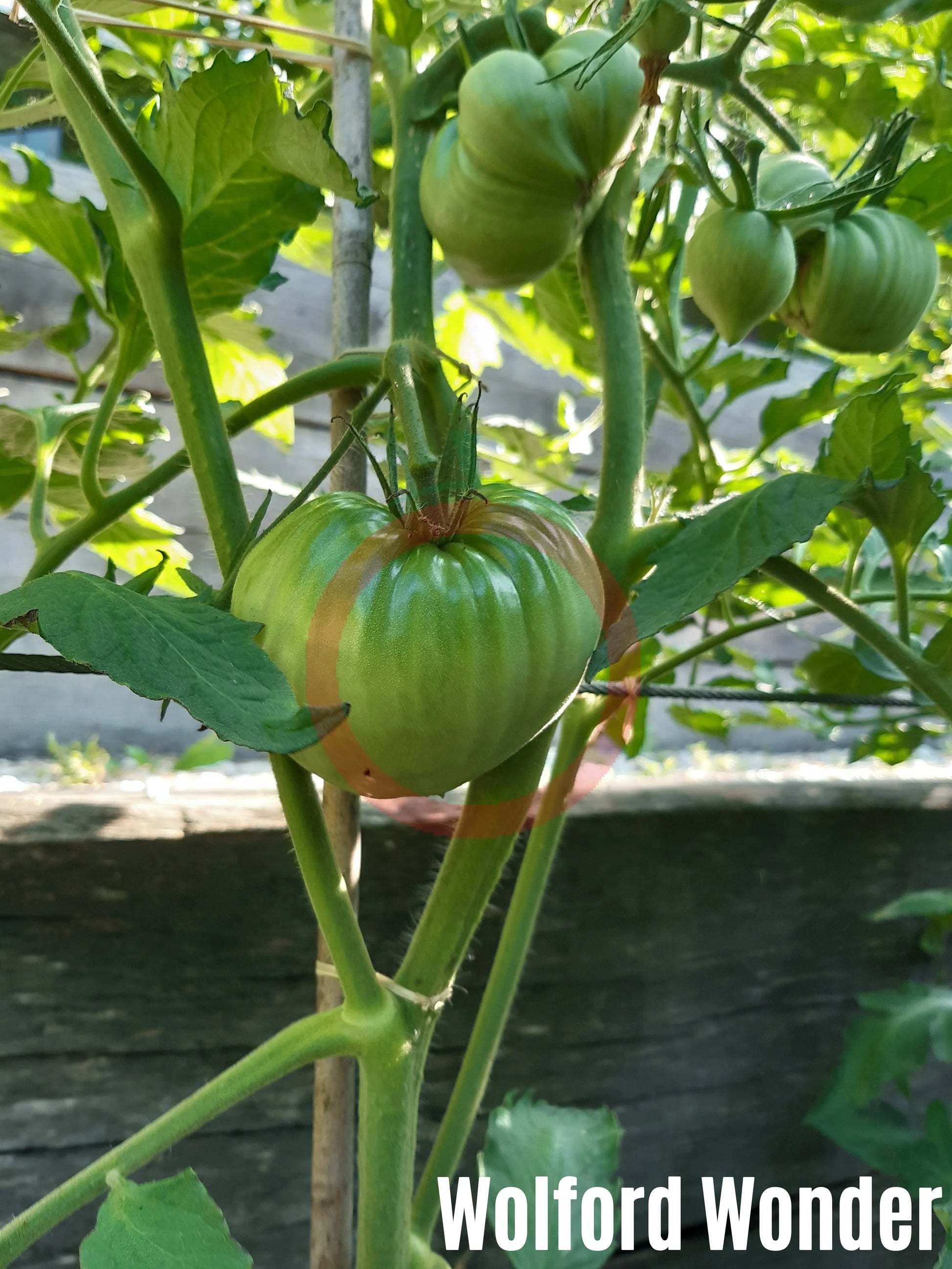 Wolford Wonder DER TOMATENFLÜSTERER