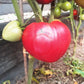 Wolford Wonder DER TOMATENFLÜSTERER