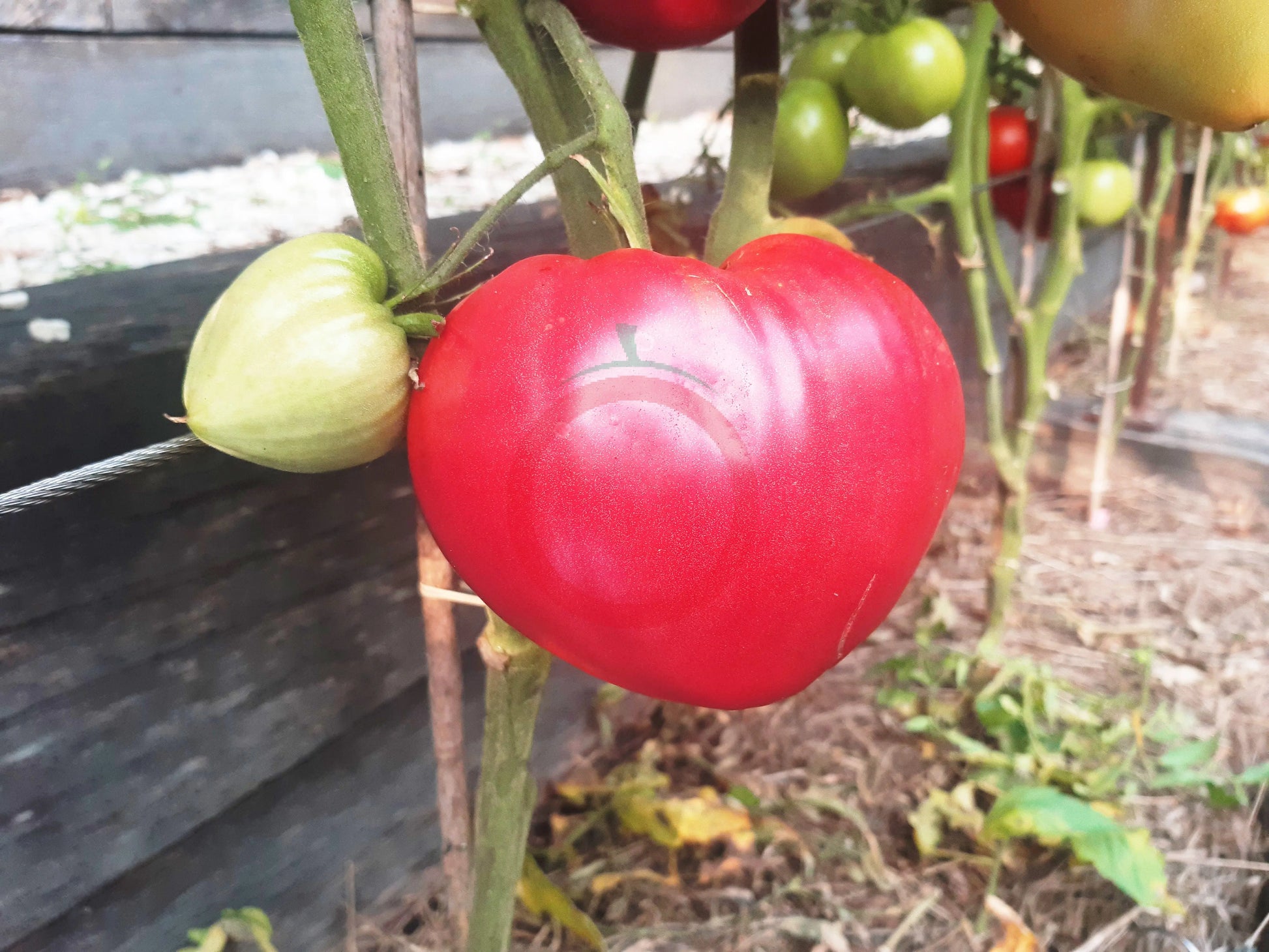 Wolford Wonder DER TOMATENFLÜSTERER