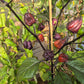Yaki Blue Fawn DER TOMATENFLÜSTERER