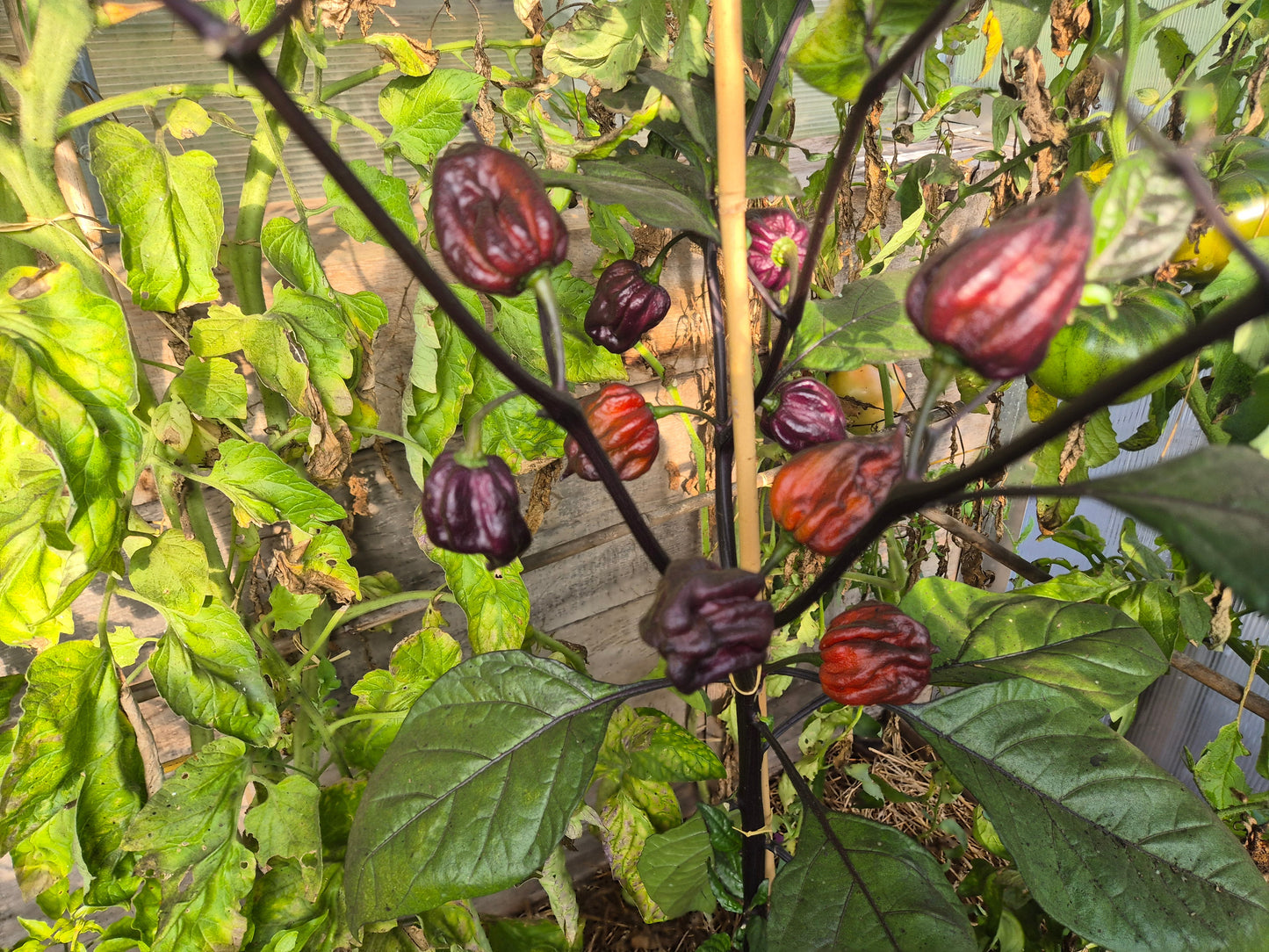 Yaki Blue Fawn DER TOMATENFLÜSTERER