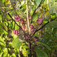 Yaki Blue Fawn DER TOMATENFLÜSTERER