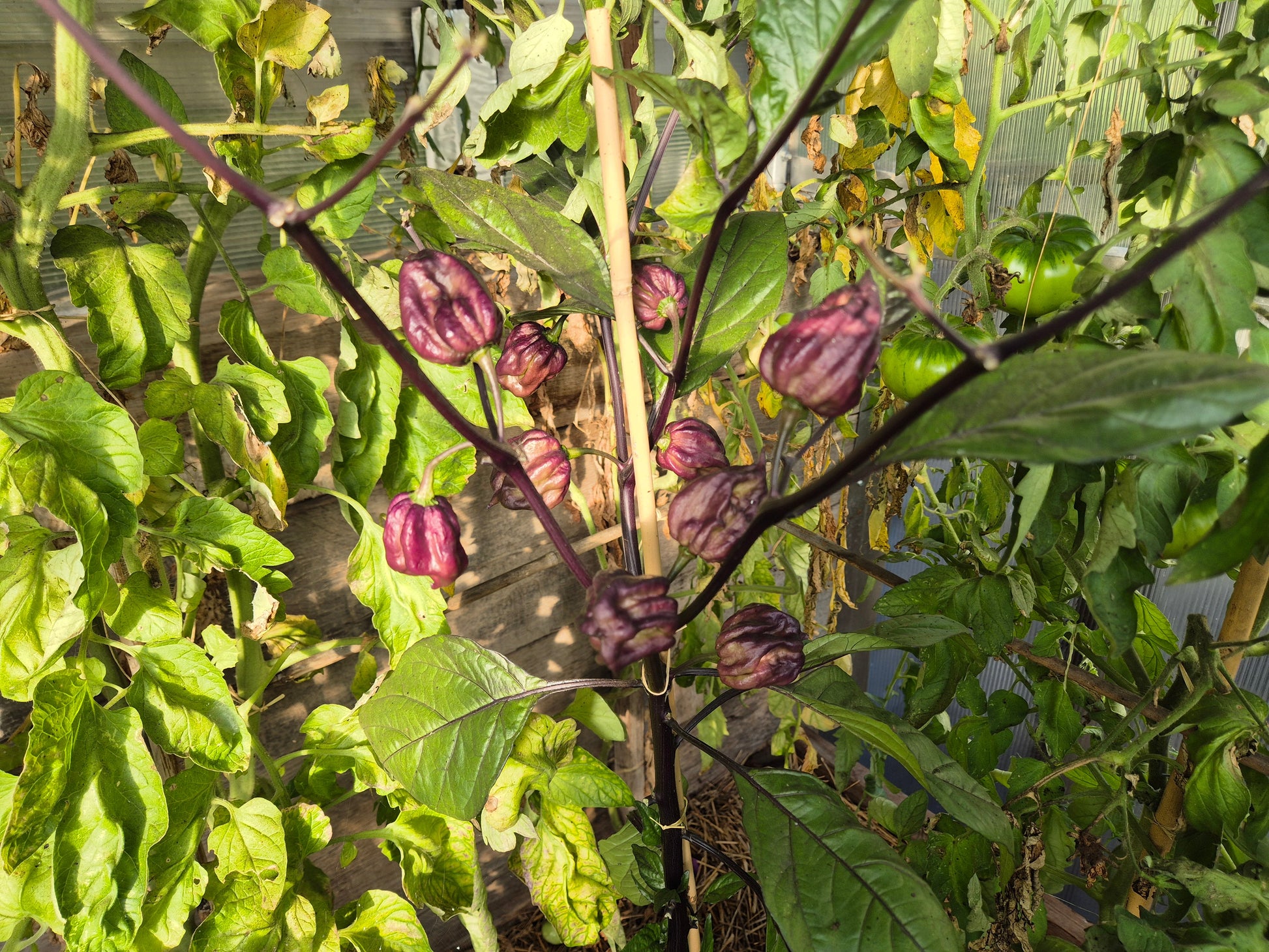 Yaki Blue Fawn DER TOMATENFLÜSTERER