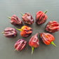Yaki Blue Fawn DER TOMATENFLÜSTERER