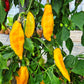 Yellow Fish DER TOMATENFLÜSTERER