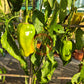 Yellow Monster DER TOMATENFLÜSTERER