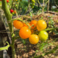 Yellow Perfection DER TOMATENFLÜSTERER