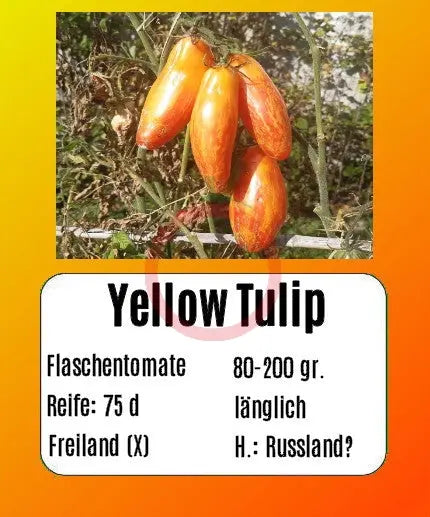 Yellow Tulip DER TOMATENFLÜSTERER