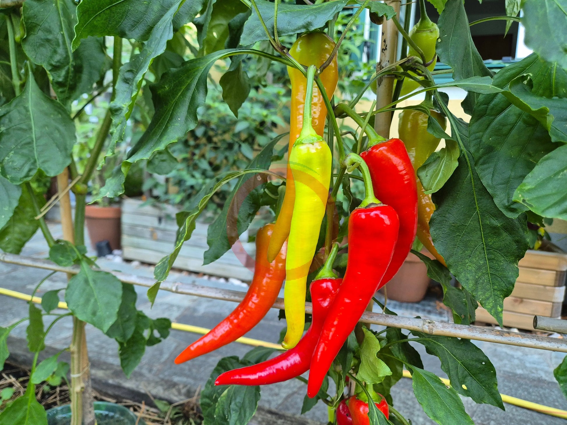 Yesil Tatli DER TOMATENFLÜSTERER