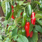 Zapotec Jalapeno DER TOMATENFLÜSTERER