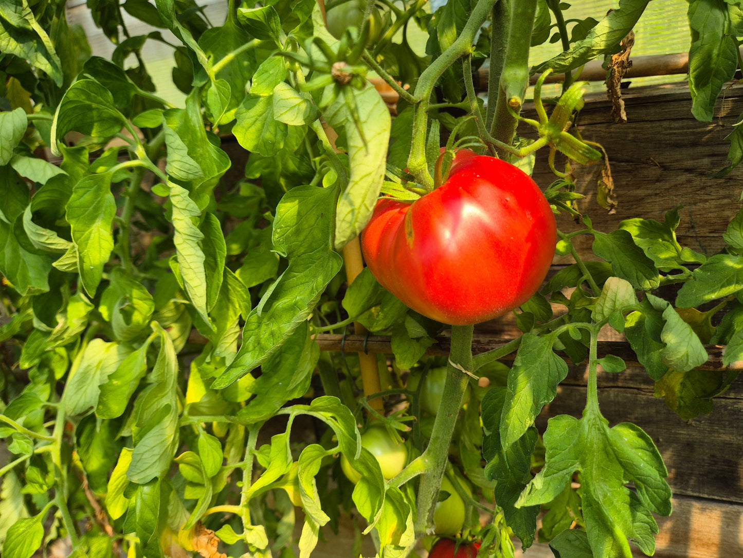 Zaragozano Gordo DER TOMATENFLÜSTERER