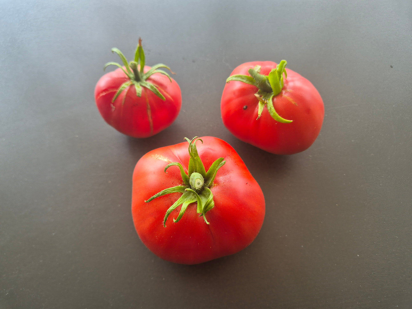 Zaragozano Gordo DER TOMATENFLÜSTERER