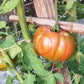 Zebra Ezel DER TOMATENFLÜSTERER