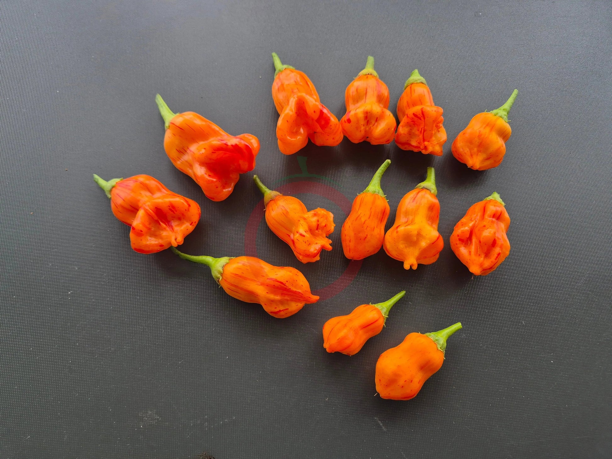 Zebrange DER TOMATENFLÜSTERER