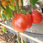 Zipfelbauch DER TOMATENFLÜSTERER