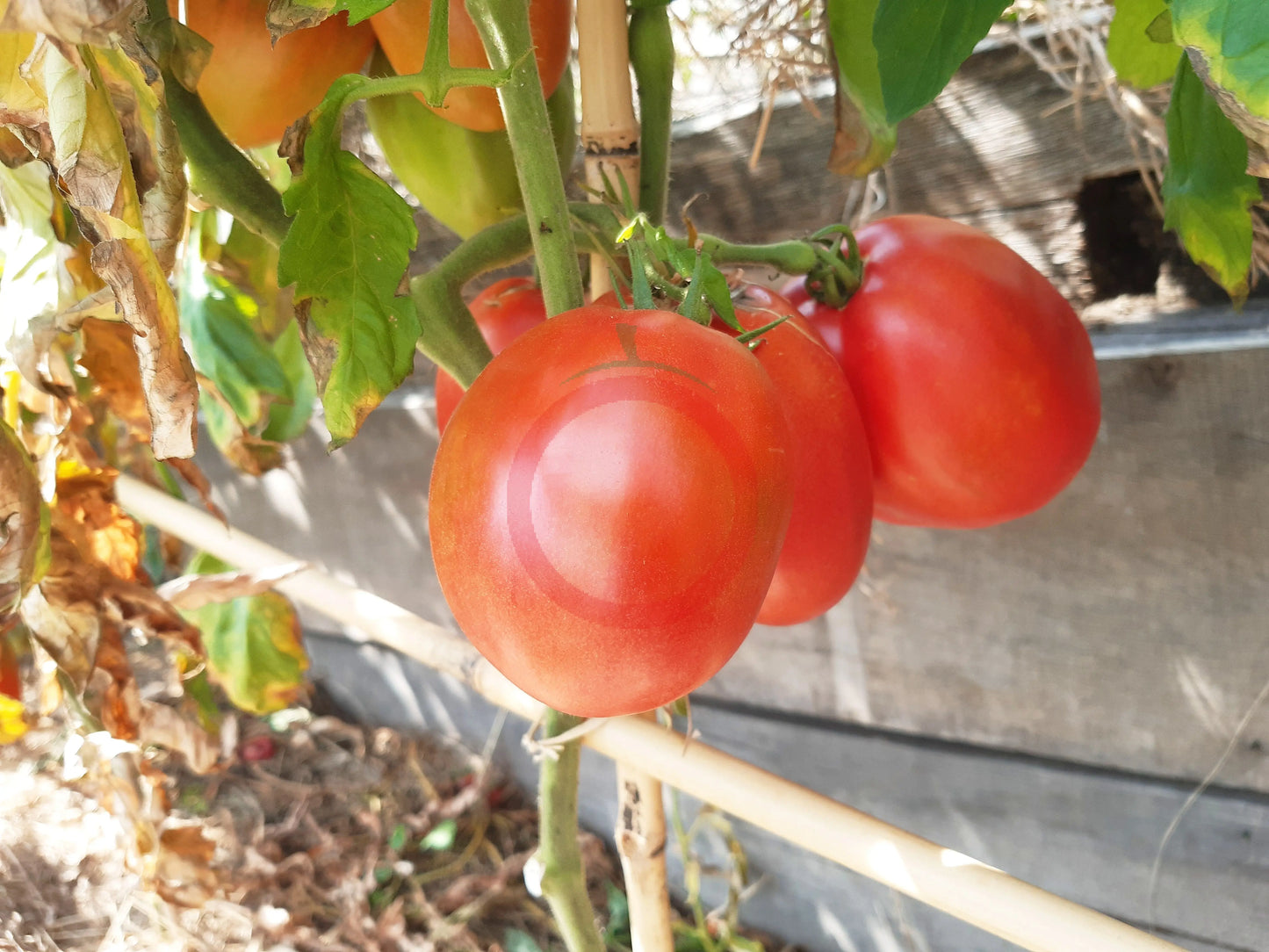 Zipfelbauch DER TOMATENFLÜSTERER