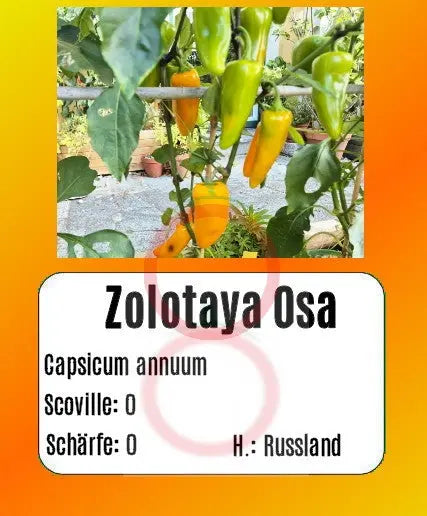 Zolotaya Osa DER TOMATENFLÜSTERER