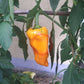 Zolotaya Osa DER TOMATENFLÜSTERER