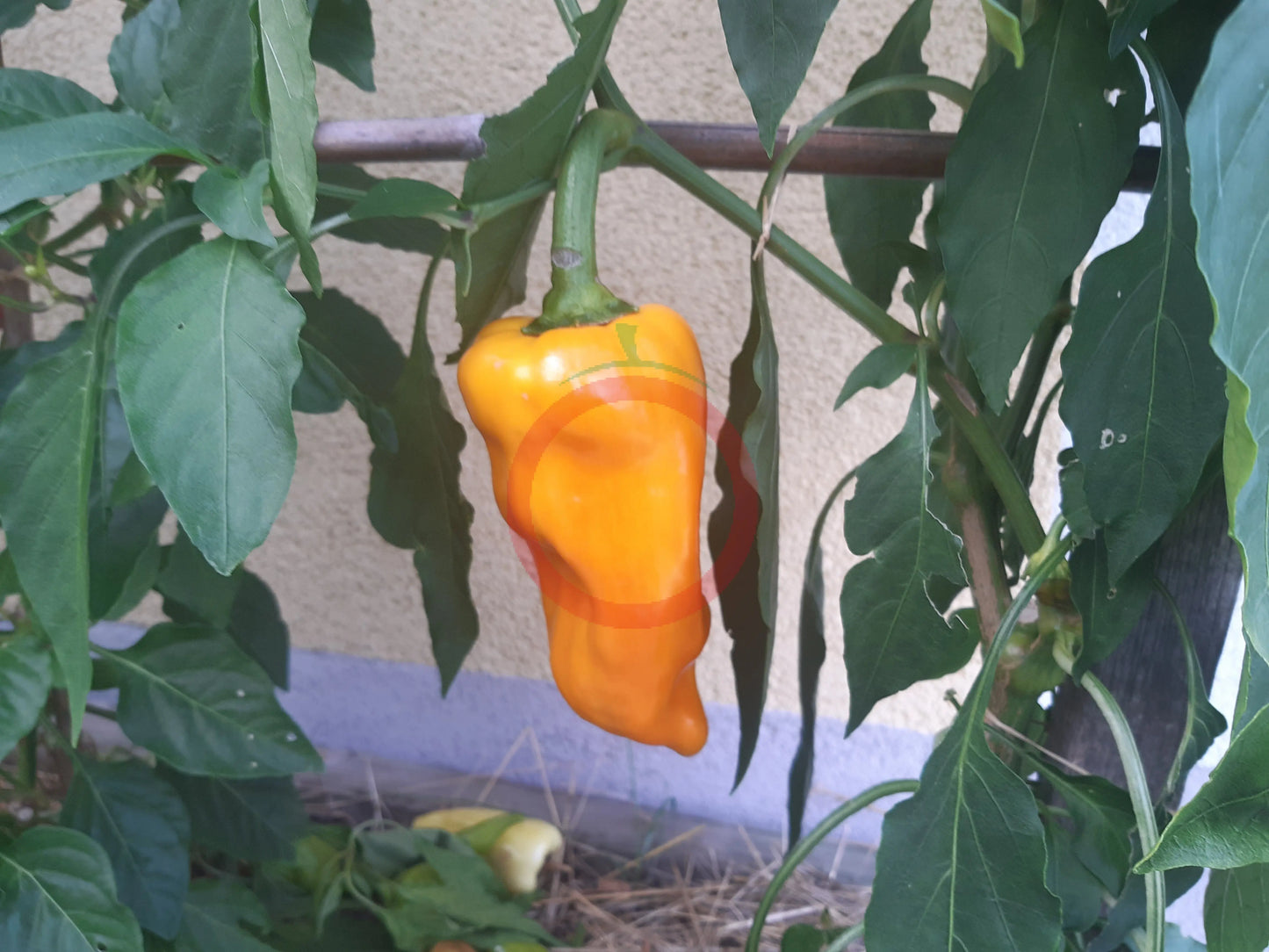 Zolotaya Osa DER TOMATENFLÜSTERER