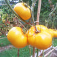 Zolotoy Larets DER TOMATENFLÜSTERER