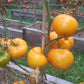 Zolotoy Larets DER TOMATENFLÜSTERER