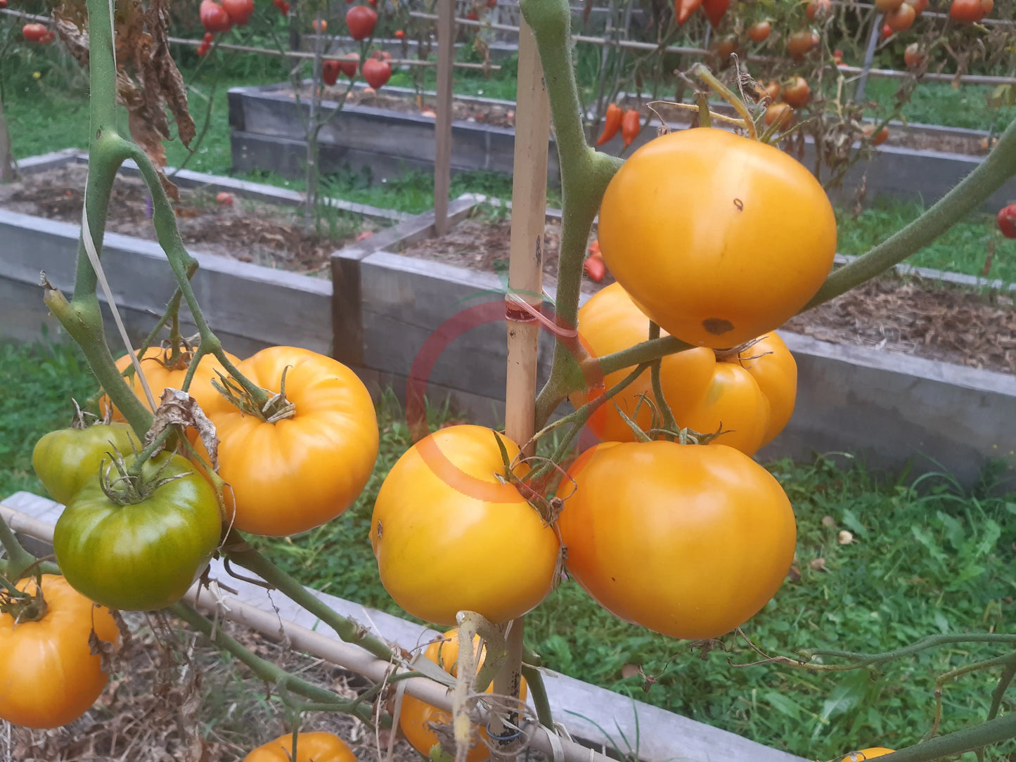 Zolotoy Larets DER TOMATENFLÜSTERER